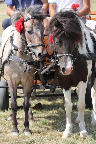 299194c86a0036e169780b18cf9b59b5